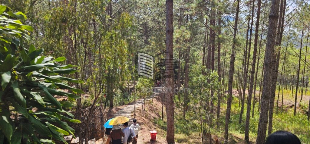 Đường từ Thiền viện ra Hồ Tuyền Lâm