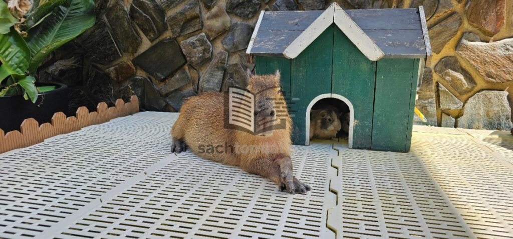Capybara - Puppy Farm
