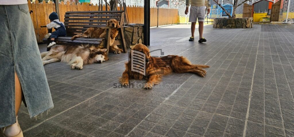 Nông Trại Cún Puppy Farm