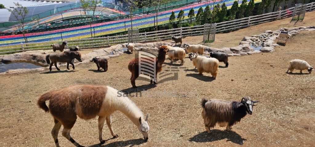 Ngựa lùn đúng là lùn thật...