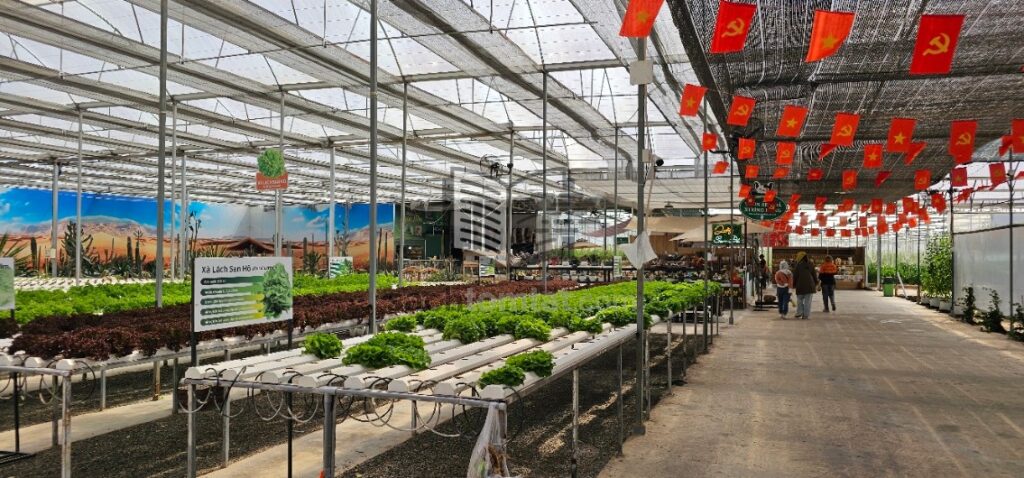 Ở đây cũng có nhiều loại rau, cây cảnh kiểu như xương rồng hay hoa đá...