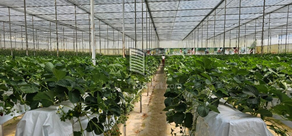 Vườn dâu ở Puppy Farm