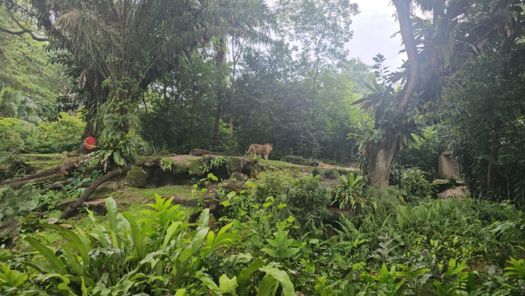 Không gian ở Singapore Zoo khá thoáng đãng và nhiều cây xanh