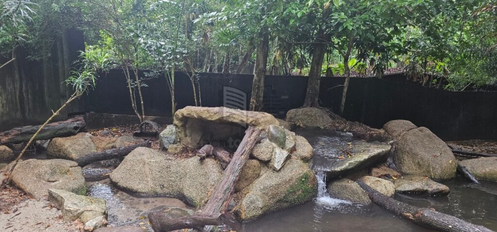 Hải Ly ở vườn thú Singapore