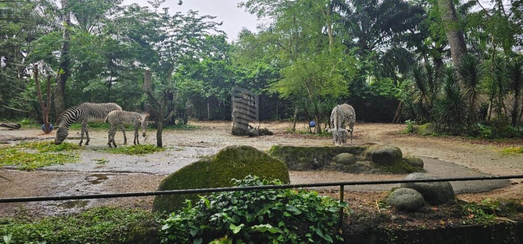 Chuồng Ngựa Vằn - Singapore Zoo